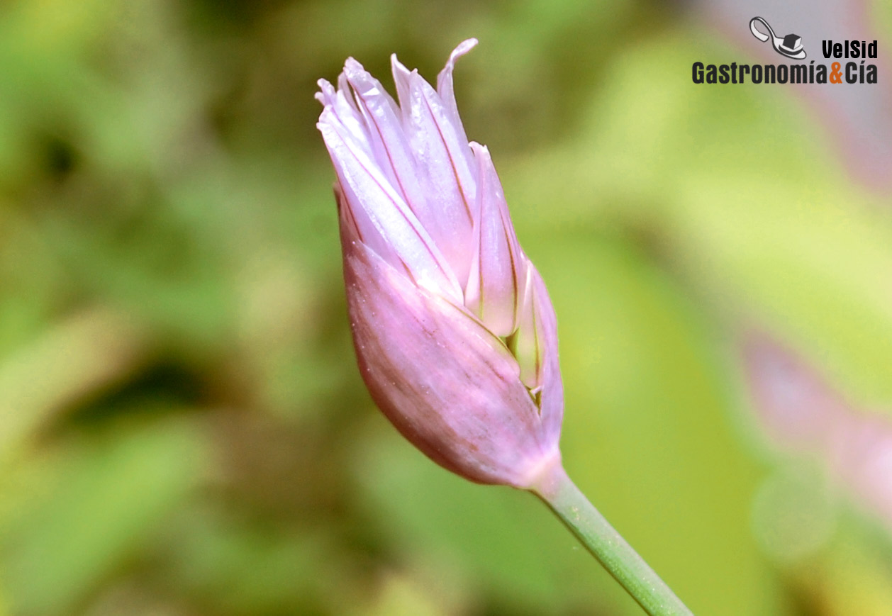 Flor de cebollino