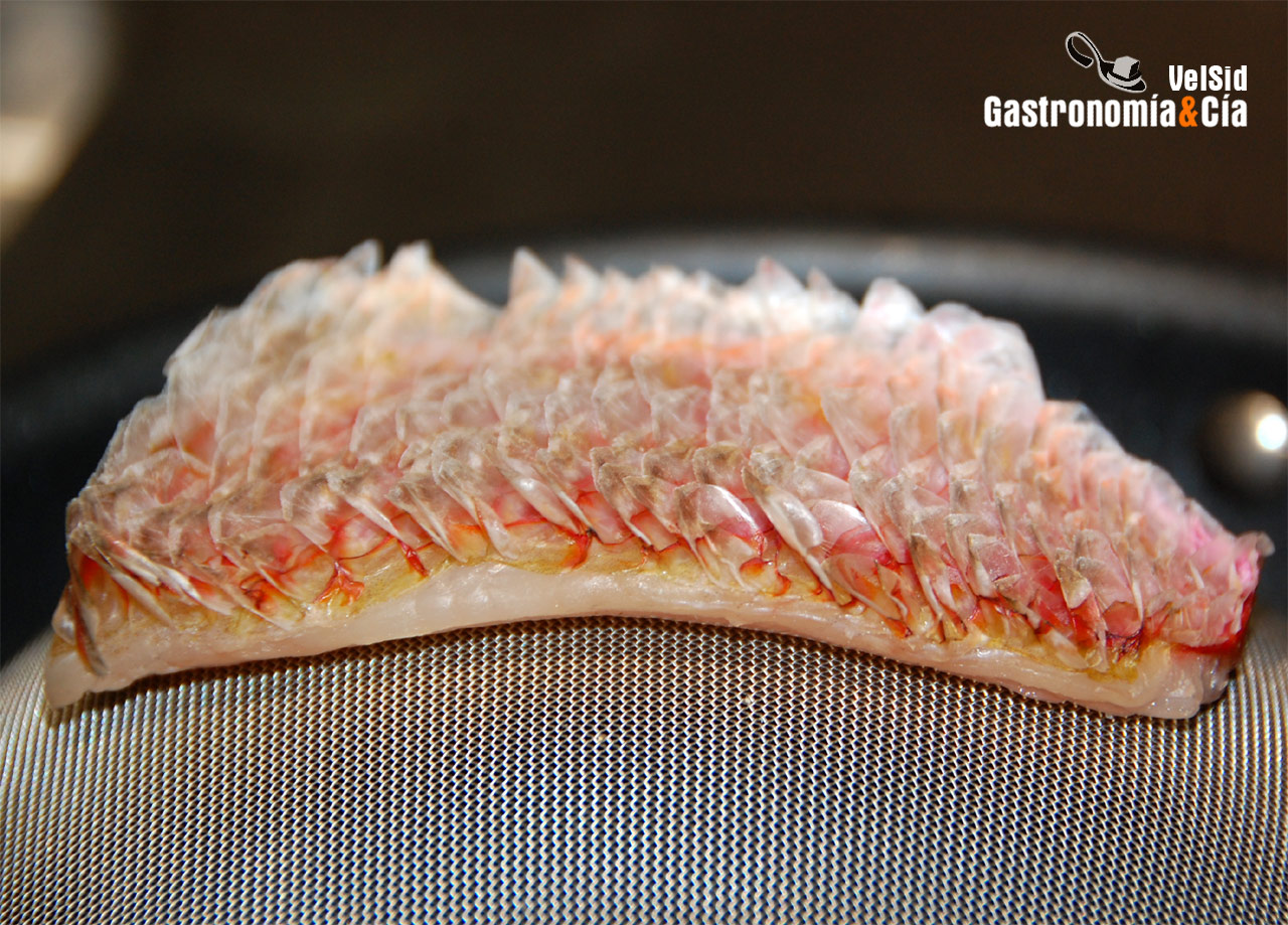 vieira templada con una suave emulsión de alga codium