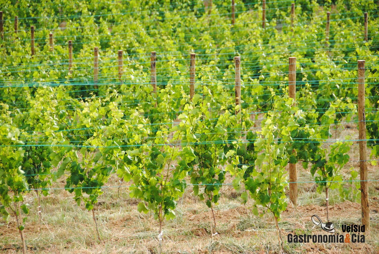 Gastronav (Navarra Gourmet)