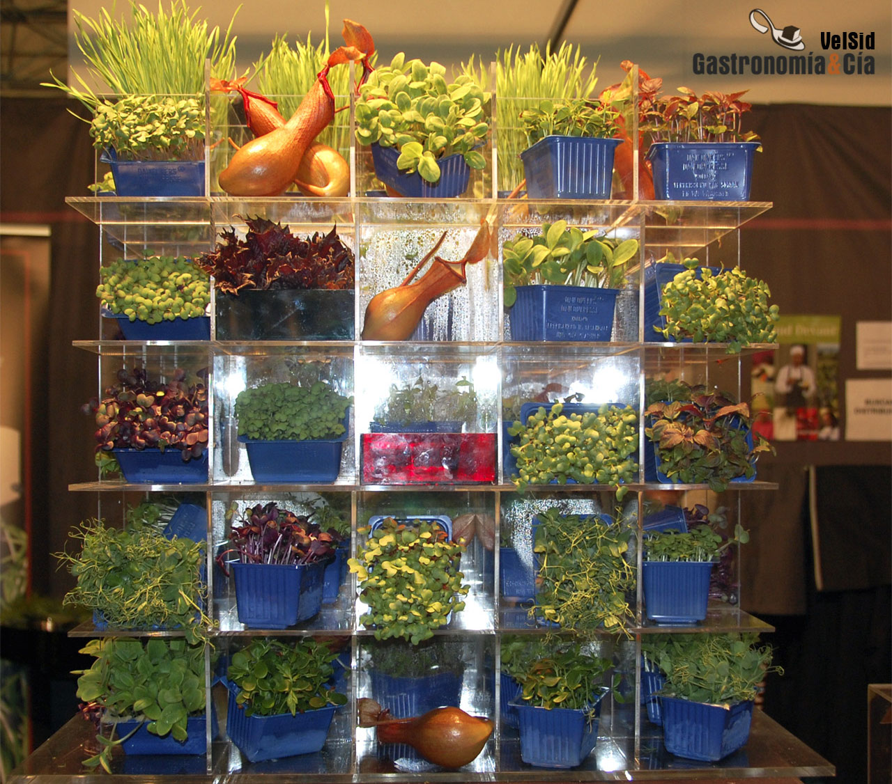 Germinados o micro vegetales de Koppert Cress