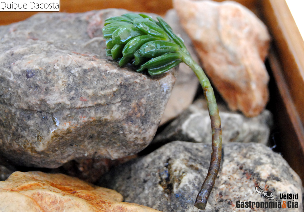 Menú Degustación Sale el Sol