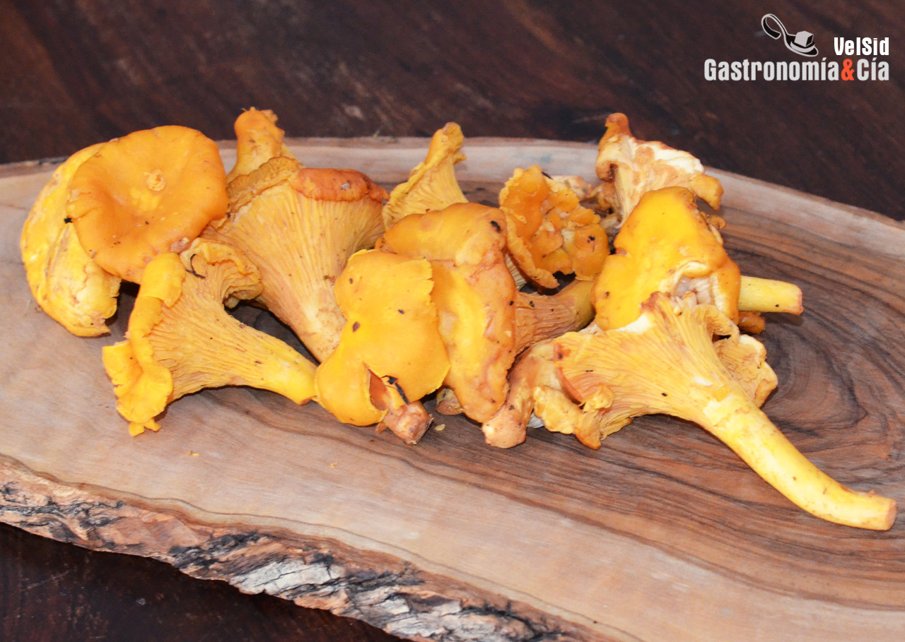 Rebozuelo, chantarela, rossinyol, perretxiko…