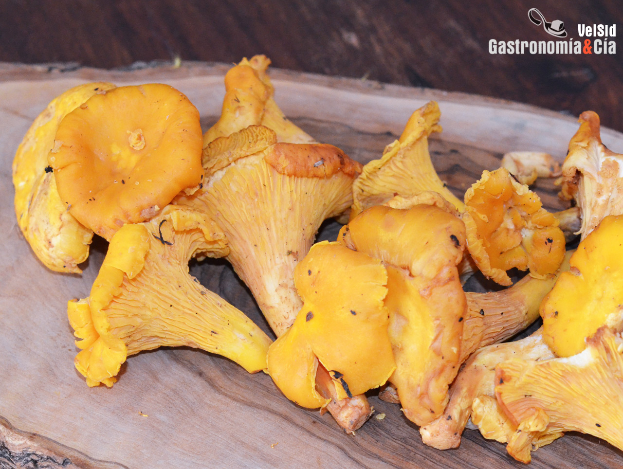 Rebozuelo, chantarela, rossinyol, perretxiko…