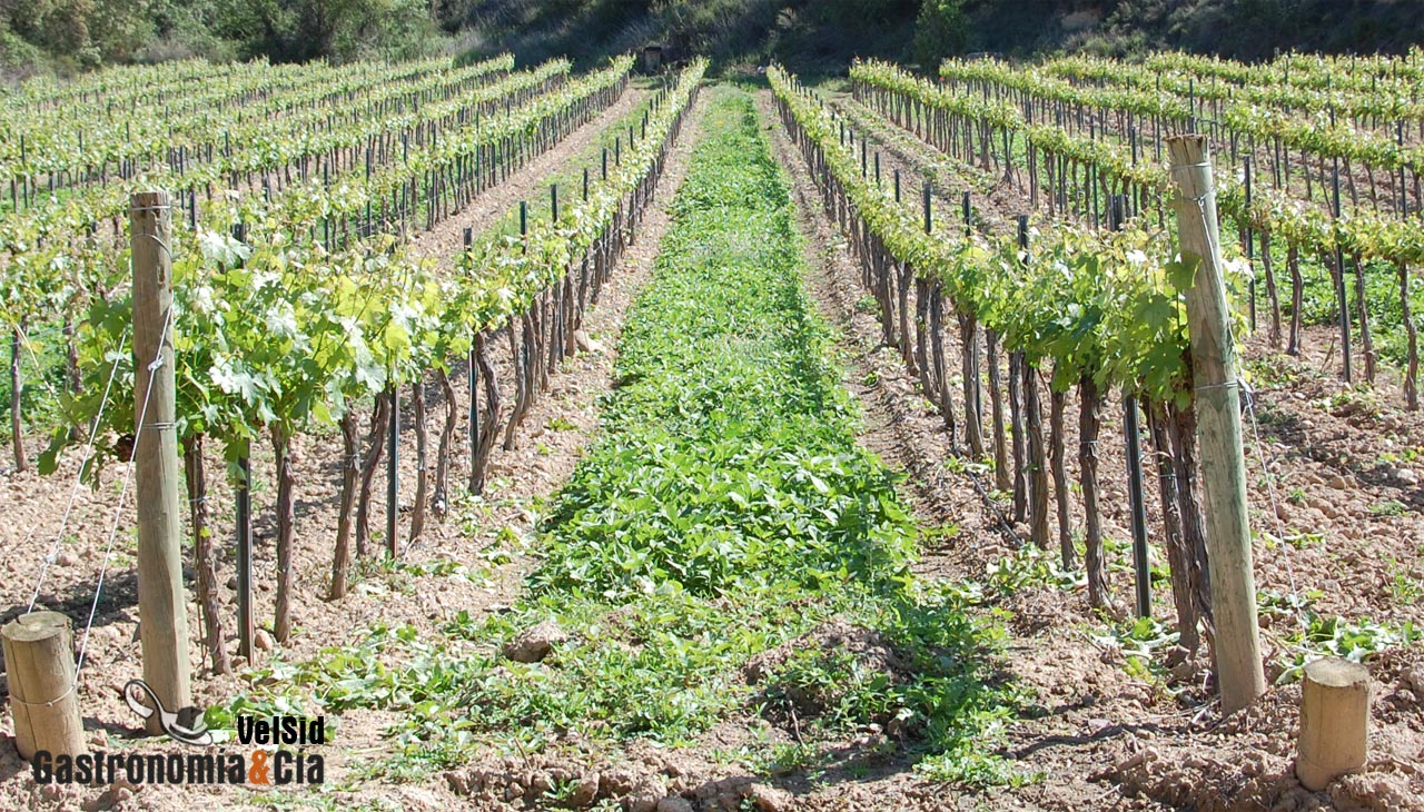 Viñedos de Bodega Blecua