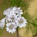 Flores de cilantro