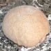 Pan de molde de espelta y leche fermentada