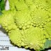 Romanescu