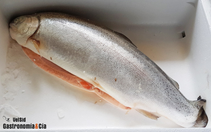 Trucha del Fiordo de Noruega con crema cítrica de chiri