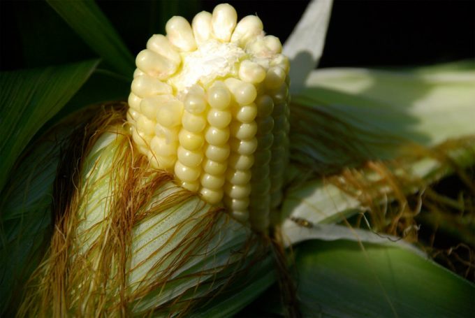 Genoma del maíz B73