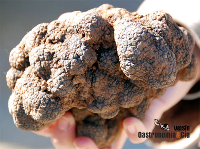 Trufa negra