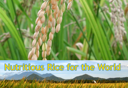 nutritious_rice.jpg