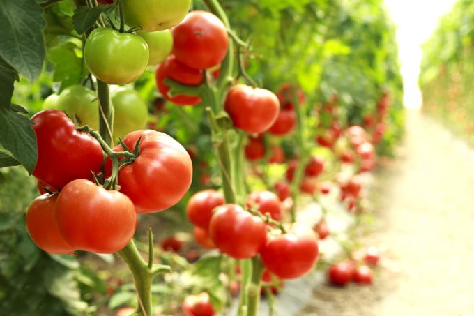 Pesticidas en los alimentos, consecuencias