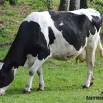 Agricultura regenerativa, beneficios