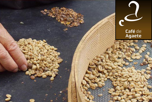elaboración café Agaete
