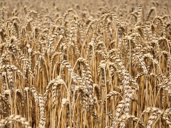 Problemas generados por los biocombustibles