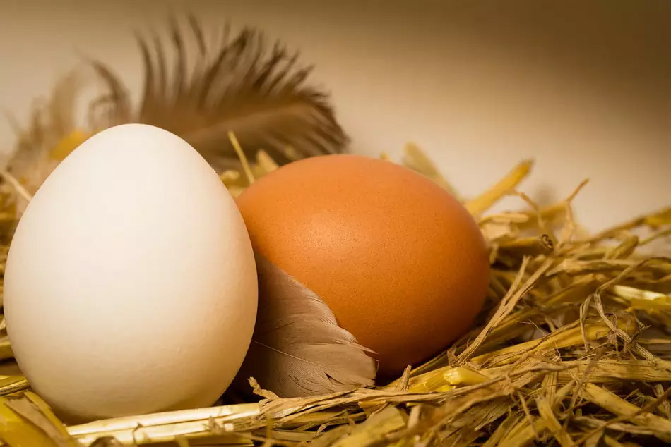 Estudio sobre los huevos blancos y los huevos morenos
