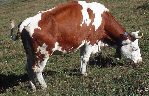 Producción de carne