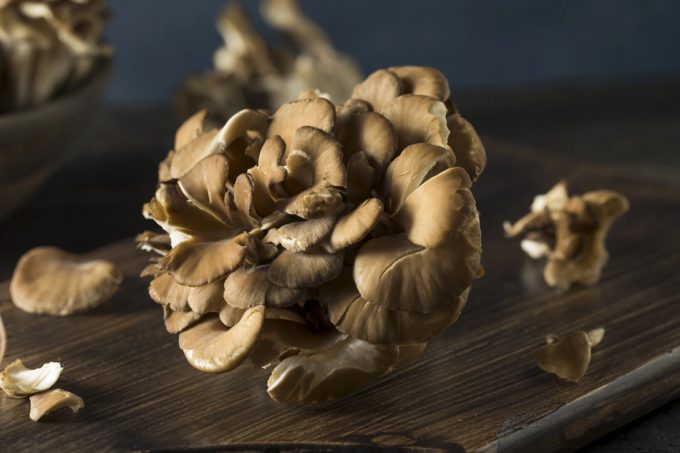 Setas Maitake
