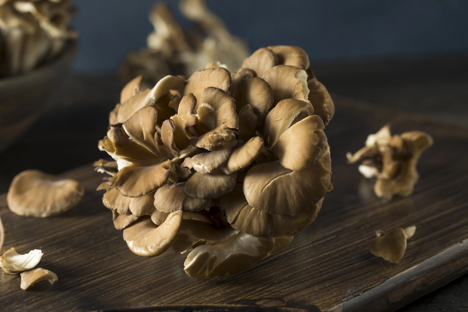 Setas Maitake