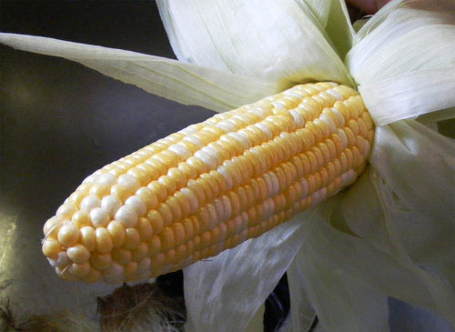 Día Mundial contra los Transgénicos