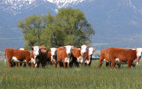 Mapa genético bovino