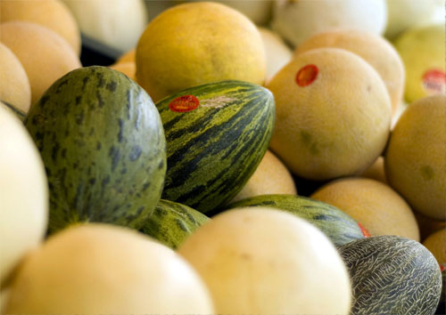 Mejora genética del melón