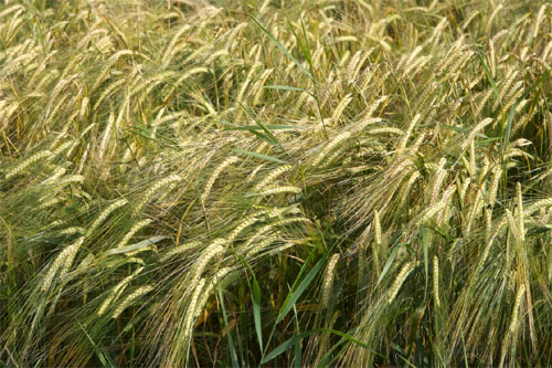 Contaminación transgénica