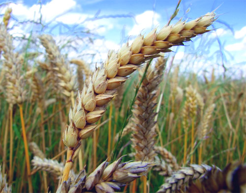 Francisco García Olmedo