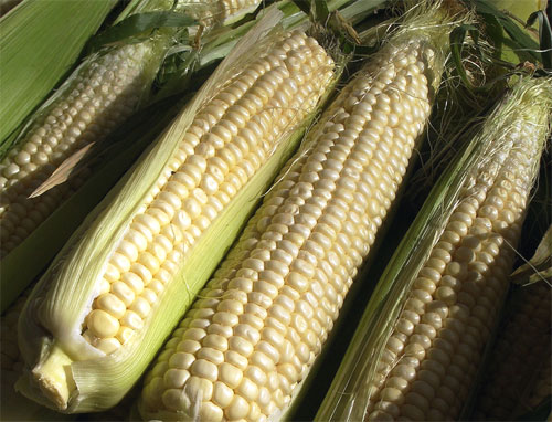 Comercialización Mon 810