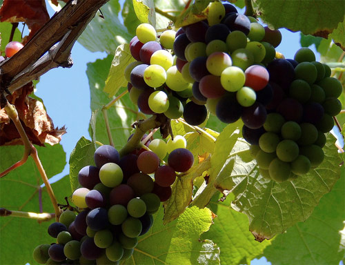 Indicaciones geográficas de vinos