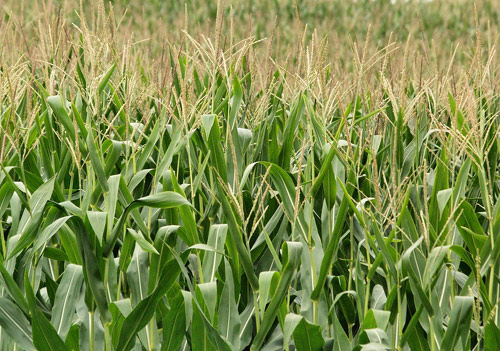 Alimentos transgénicos, dos posturas VI Alimentos modificados genéticamente