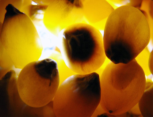 Alimentos biotecnológicos