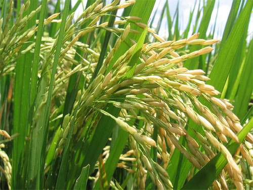 Comercialización de arroz transgénico