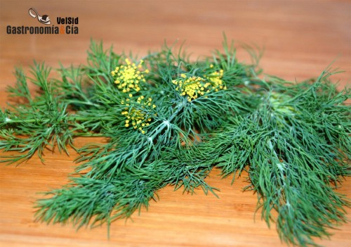 Anethum graveolens, hierba aromática
