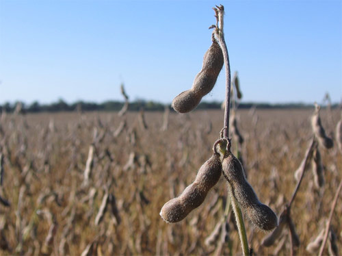 Alimentos modificados genéticamente