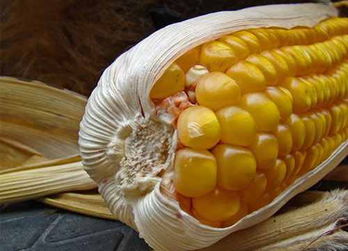 Aprobación importaciones de alimentos modificados geneticamente