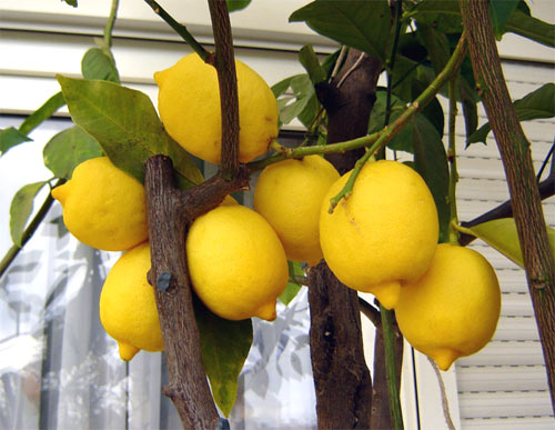 Producción de limones