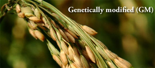 Erroz modificado genéticamente