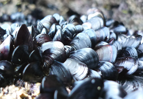Mejillones gallegos