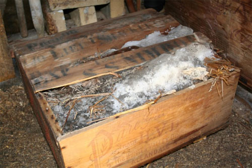 Mackinlay Ernest Shackleton