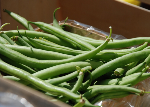 Alimentos transgénicos
