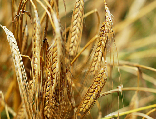 Crecimiento de los cultivos transgénicos