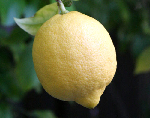 Limones de Turquía