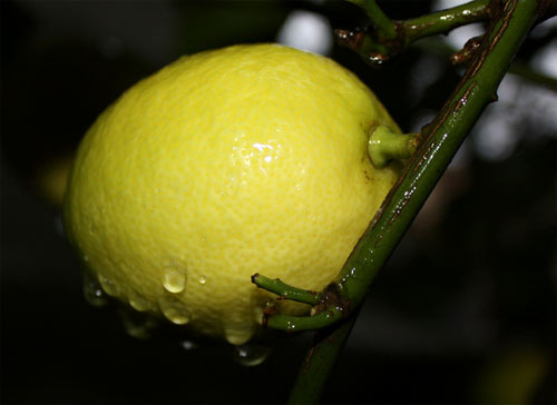 Limones de importación en España