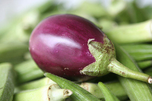 Berebejenas bt con toxina Cry1Ac 