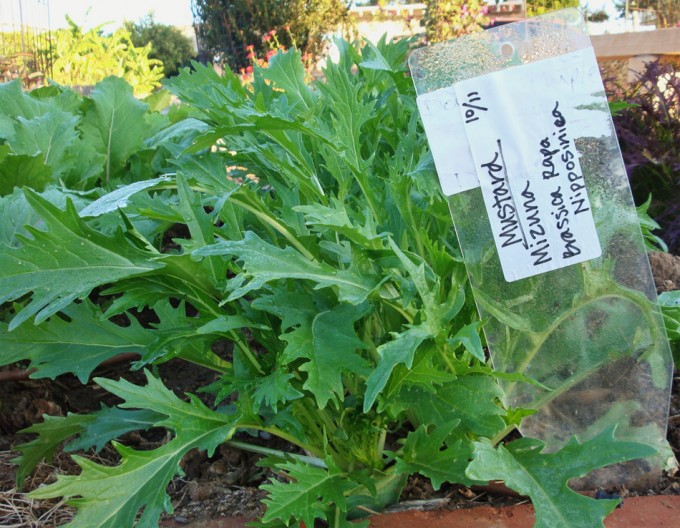 Brassica rapa nipposinica