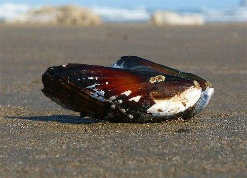 ¿Desaparición de los moluscos al final del siglo XXI? pH de la superficie de los océanos