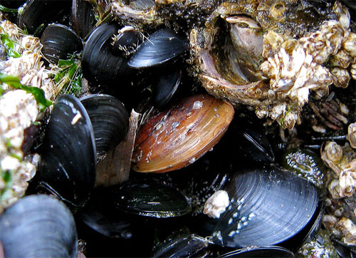 Acidificación del océano Recursos alimenticios marinos