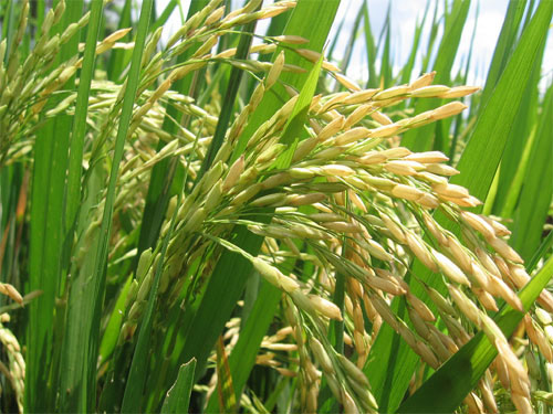 Producción arroz en Brasil