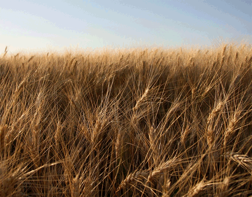 Banco Mundial de Semillas Almacenamiento de semillas